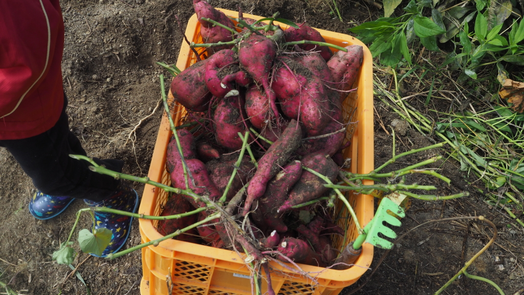 f:id:maido-doumo-naoyadesu:20161011135919j:plain f:id:maido-doumo-naoyadesu:20161011135919j:plain