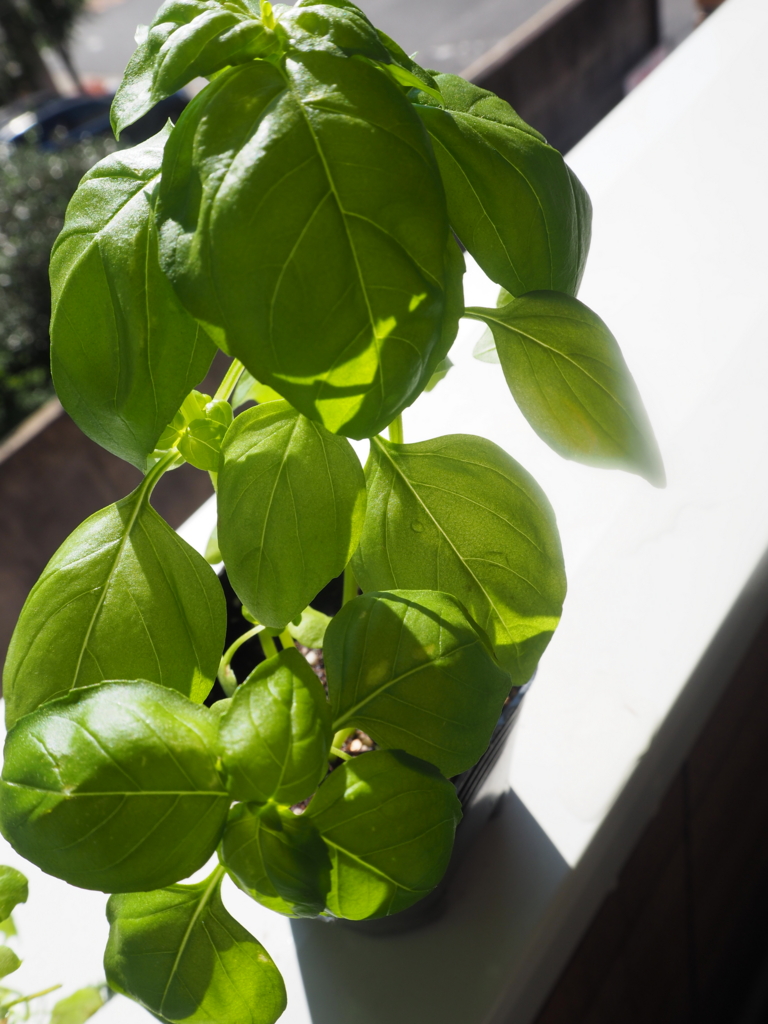 f:id:maido-doumo-naoyadesu:20161016145735j:plain f:id:maido-doumo-naoyadesu:20161016145735j:plain