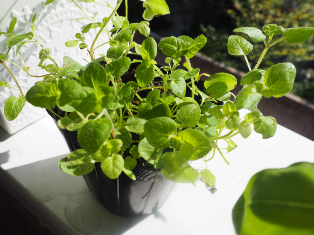 f:id:maido-doumo-naoyadesu:20161016145758j:plain f:id:maido-doumo-naoyadesu:20161016145758j:plain