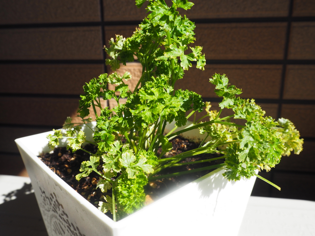 f:id:maido-doumo-naoyadesu:20161016145814j:plain f:id:maido-doumo-naoyadesu:20161016145814j:plain