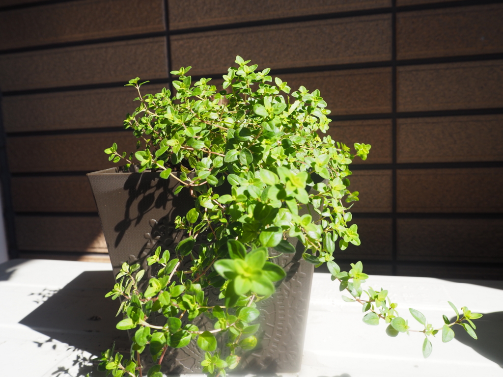 f:id:maido-doumo-naoyadesu:20161016145831j:plain f:id:maido-doumo-naoyadesu:20161016145831j:plain