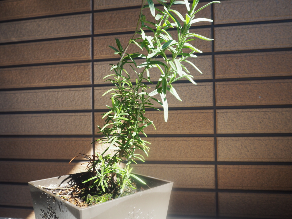 f:id:maido-doumo-naoyadesu:20161016150055j:plain f:id:maido-doumo-naoyadesu:20161016150055j:plain