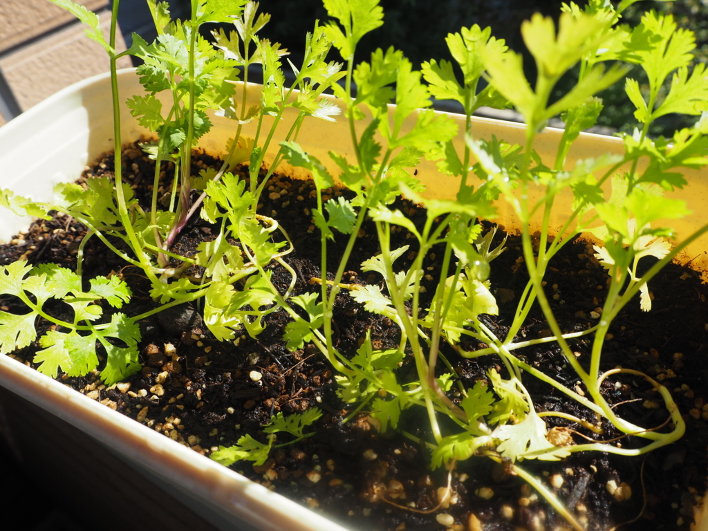 f:id:maido-doumo-naoyadesu:20161016150108j:plain f:id:maido-doumo-naoyadesu:20161016150108j:plain