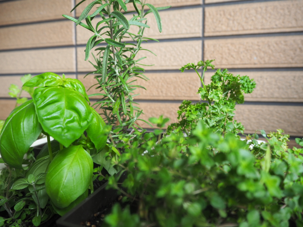 f:id:maido-doumo-naoyadesu:20161016151421j:plain f:id:maido-doumo-naoyadesu:20161016151421j:plain