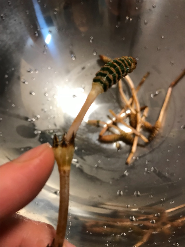 f:id:maido-doumo-naoyadesu:20180314144328j:plain