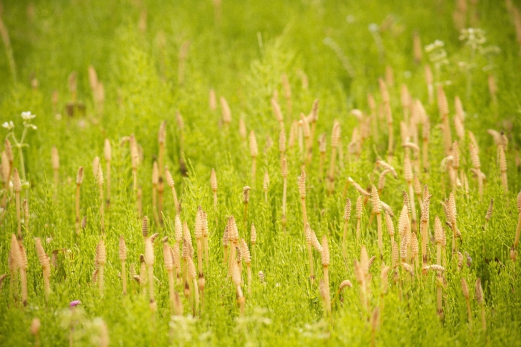 f:id:maido-doumo-naoyadesu:20180314155232j:plain